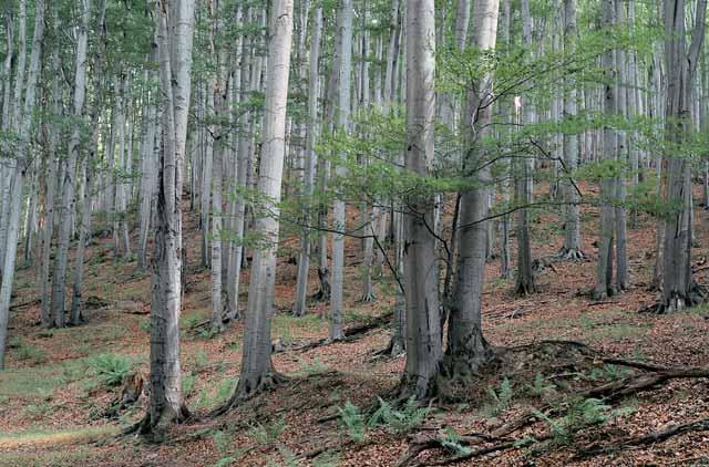 Pfiírodní pomûry Lesnická charakteristika Vegetaãní formace lesa je témûfi jedinou potenciální pfiirozenou vegetací Moravskoslezského kraje.