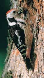 Dva horské ptaãí druhy jsou v ak trval m a poãetn m v skytem omezeny jen na horské lesy Západních Beskyd strakapoud bûlohfibet (Dendrocopos leucotos) a datlík tfiíprst (Picoides tridactylus).