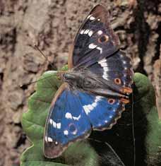 Ostravsko Batolec ãerven (Apatura ilia). 2 Batolec duhov (Apatura iris) je velmi nápadn mot l díky mûniv m strukturálním barvám. 2 bránu.