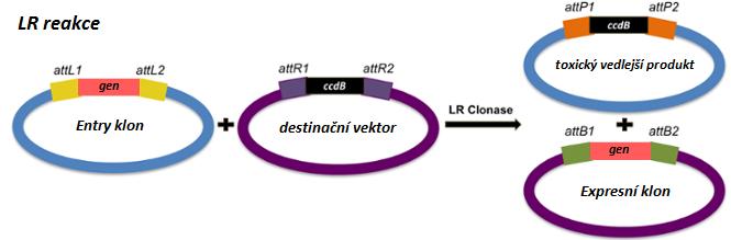 Obrázek 11: Schéma LR reakce; Převzato a upraveno z: [68] Volba destinačního vektoru záleží na typu expresního systému či typu navazujícího postupu.