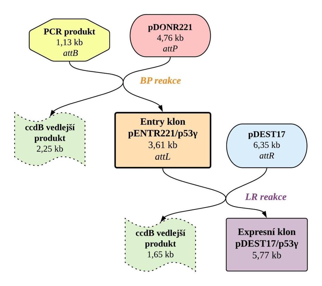 Obrázek 18: Schematické znázornění fází Gateway klonování a změn velikostí u jednotlivých složek procesu Po sekvenaci všech získaných entry a expresních klonů byl u úspěšně ověřených konstruktů