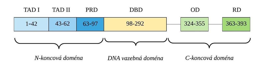 Sekvence aminokyselin proteinu p53 obsahuje také pět vysoce konzervovaných oblastí, první z nich se nachází v N-koncové doméně, zbylé čtyři v DNA vazebné doméně [18].