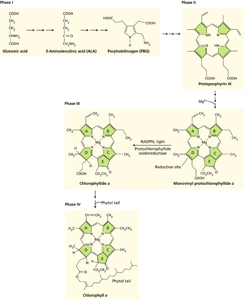 Vznik molekuly porfobilinogenu kondenzací 2 molekul kyseliny - aminolevulové d-aminolevulová kys.