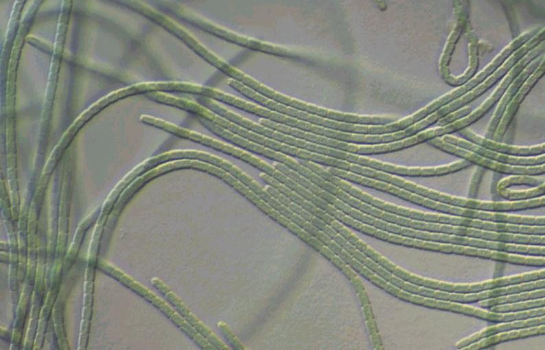 elegans, tolerantní druhy s oxygenní fotosyntézou (rezistentní PSII) nad 200 M např.