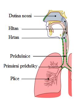 2. PLÍCE A DÝCHÁNÍ Životně důležitá výměna plynů mezi organismem a okolním prostředím probíhá v plicích.