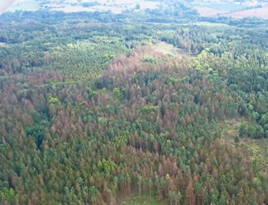 2018 Zpravodaj ochrany lesa. Supplementum Biotičtí činitelé Působením biotických škodlivých činitelů bylo podle evidence v roce 2017 poškozeno přibližně 4,12 mil. m 3 dřevní hmoty.