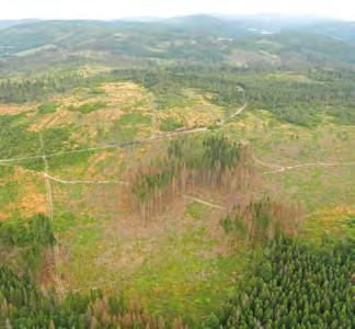 Zpravodaj ochrany lesa. Supplementum 2018 kůrovcového dříví došlo již o jeden až dva roky dříve.