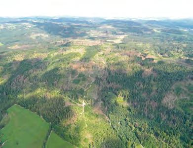 v porostech se zastoupením smrku na severovýchodě Česka je v současnosti možné pozorovat kůrovcové stromy a souše od jednotlivých stromů až po ohniska čítající stovky kmenů.
