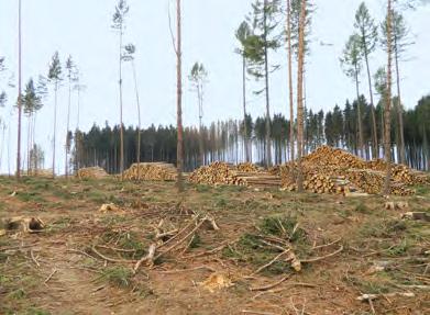 2018 Zpravodaj ochrany lesa. Supplementum ky; začínalo v 19. týdnu (druhá dekáda května) v nejnižších nadmořských výškách a ve vyšších nadmořských výškách kulminovalo ve 21. a 22.