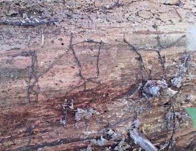 Zpravodaj ochrany lesa. Supplementum 2018 cho s poškozením dřevin václavkami do velké míry souvisí.