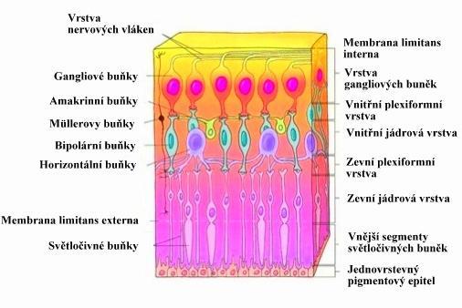 Obrázek č. 2 Histologická stavba sítnice [7] 2.3. Fotoreceptory Fotoreceptory, světločivné elementy sítnice rozlišujeme v lidském zrakovém ústrojí na dva typy jako tyčinky a čípky.