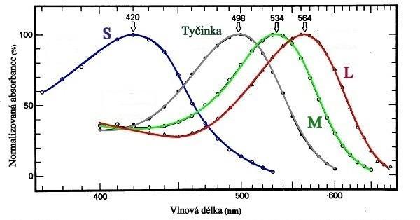 Hlavní funkcí čípků je vidění za zvýšených světelných podmínek tzn., že reagují na světlo vyšší intenzity než tyčinky.