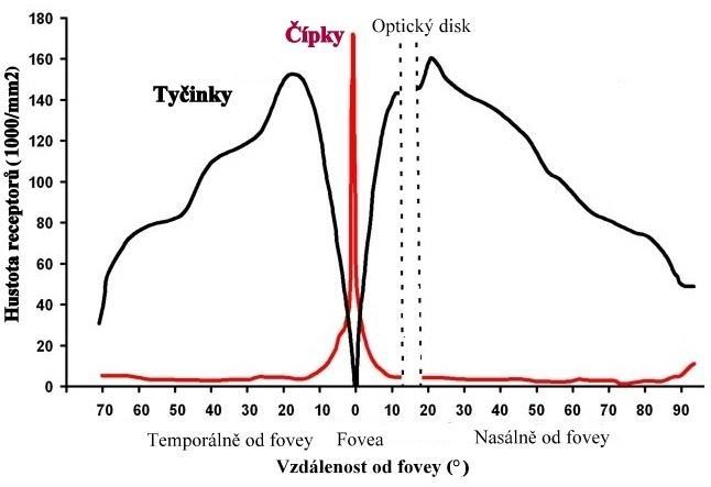 Obrázek č. 5 Hustota fotoreceptorů [11] 2.5. Fotochemie zrakových pigmentů Citlivost lidského oka je dána přítomností zrakového pigmentu ve světločivných elementech.