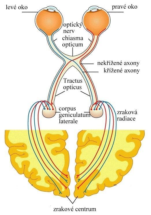 Obrázek č. 7 Zraková dráha [23] 2.9. Zraková korová centra Zraková korová (obrázek č. 7) centra leží v okcipitálním (týlním) laloku a dělí se na primární a sekundární zrakovou korovou oblast.