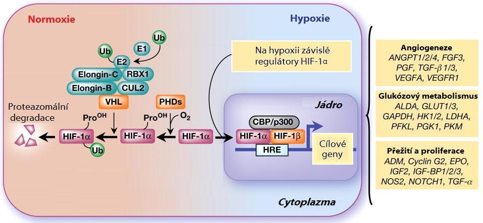 Obr.6: V normoxii dochází vlivem prolylhydroxylázy (PHD) k hydroxylaci prolinových zbytků HIF-1α.