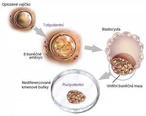 preimplantačního embrya, které jsou díky svojí pluripotenci schopné tvořit chiméry a teratokarcinomy (Obr. 7) (Evans a Kaufman, 1981). Ke stejným výsledků přišel i Gail R.