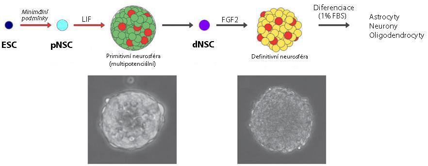 pluripotentní charakter (Morrison et al., 1997). V in vivo podmínkách by se k těmto pnsc daly přirovnat buňky okolo E7.