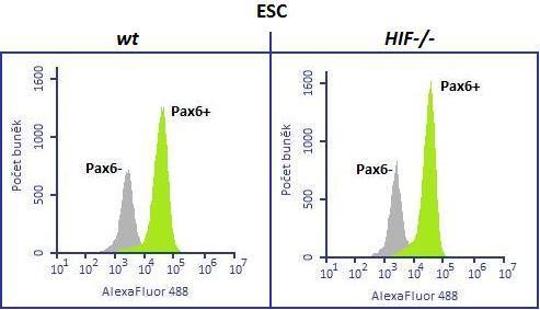 Graf 6: Exprese Pax6 u ESC, primitivních a definitivních neurosfér.