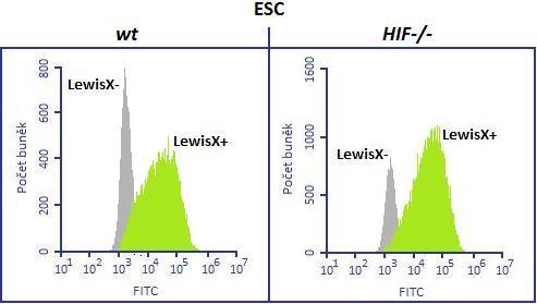 Graf 7: Exprese LewisX u ESC, primitivních a definitivních neurosfér.