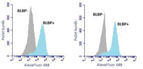 wt HIF-/- wt HIF-/- wt HIF-/- Graf 8: Doplňující analýza BLBP, nestinu a Sox2 na průtokovém cytometru. Grafy znázorňují závislost fluorescence a počtu buněk.