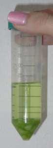 chl-a (feopigmenty) µg/l chl-a (feop chl-a (f 20 Doba extrakce v plastových 10 6,9 10 20 6,9 falkonkách (příklad zelené řasy) 0 0 5 min 15 min 5 min 5 min 47,7 49,0 15 min délka extrakce 5 v min;