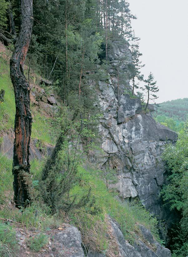 âeskobudûjovicko 2 Druhotné borové porosty s váleãkou prapofiitou (Brychypodium pinnatum) na vápencov ch skalách Opolence v údolí VolyÀky u Sudslavic.