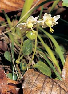 Na umavsk ch pláních se setkáváme také se smilkov mi loukami svazu Nardion (Lycopodio alpini-nardetum), na nichï rostou bojínek v carsk (Phleum rhaeticum), hofiec umavsk (Gentiana pannonica),