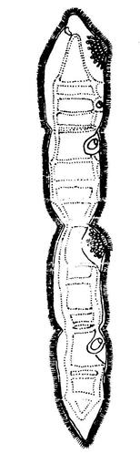 Architomie a paratomie Příkladem paratomie je příčné dělení některých druhů ploštěnek (viz obrázek rod Stenostomum) a některých kroužkovců. Obr.