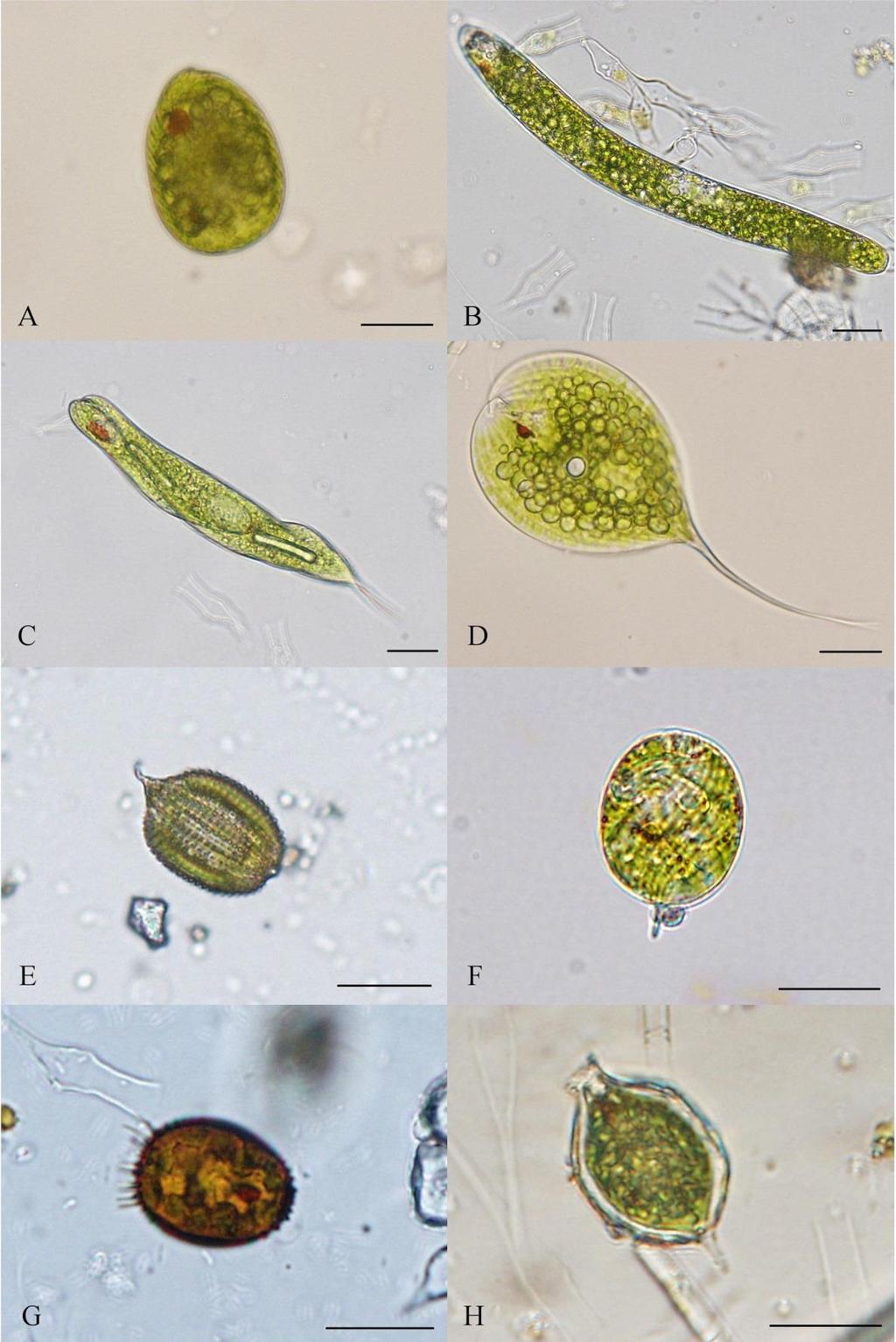 Příloha 6: Fotogalerie vybraných druhů Euglenophyceae (A Euglena texta (DUJARDIN) HÜBNER, B Euglena mesnilii (DEFLANDRE) DUSI, C Euglena oxyuris SCHMARDA, D Phacus longicauda