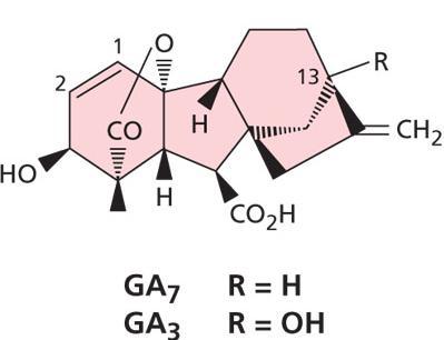 4 a GA 7.