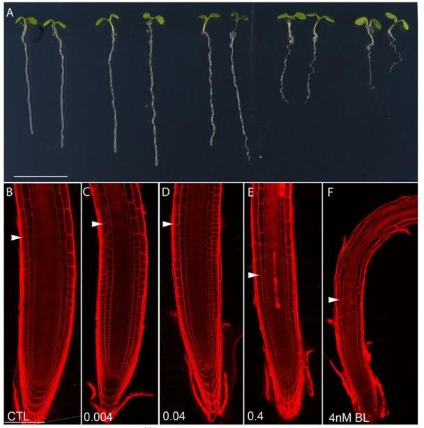 Brasinosteroidy fyziologické účinky Stimulace buněčného dělení a dlouživého růstu Exogenous BL: 0 0.004 nm 0.