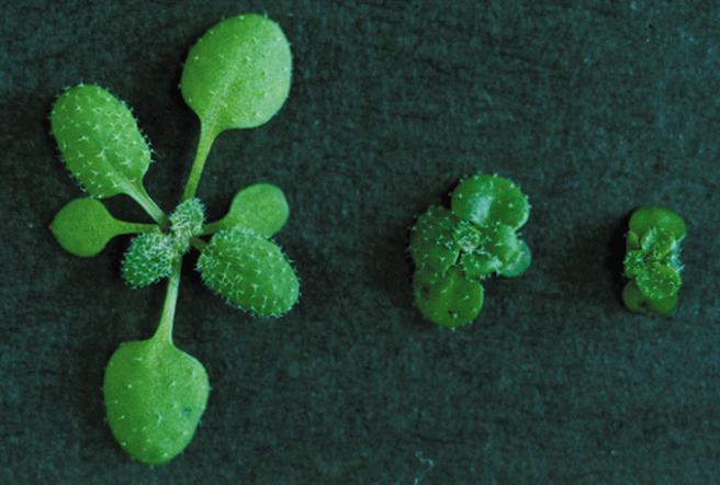 Brasinosteroidy fyziologické účinky Stimulace dlouživého růstu mutanty s postiženou biosyntézou