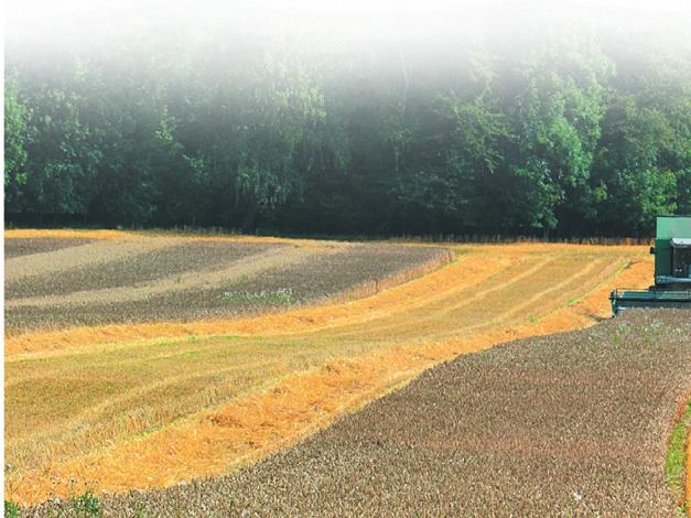 HYBRIDNÍ PŠENICE VÝROBA HYBRIDNÍHO OSIVA VE FRANCII A V ČESKÉ REPUBLICE Účinná látka Sintofen, která je obsažena v sterilizátoru CROISOR 100, je podstatou celé výroby osiva hybridní pšenice.