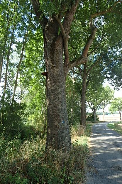 bezpečnostní řez S-RL-LR