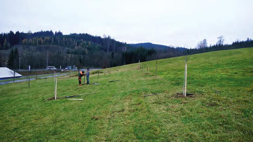 Revitalizace veřejné zeleně Obnova v ovocném sadu Jak jsme již informovali v minulém čísle zpravodaje, bylo letos nutné vyměnit několik dřevin, které nepřežily zimní období.
