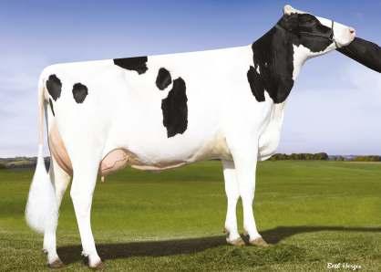 SILVERRIDGE V IMAX NEO-710 SPRING x MOGUL x SNOWMAN WESTENRADE ALTASPRING SILVERRIDGE V MOGUL EVON 02-04 305 12 614 4.3% 541 3.