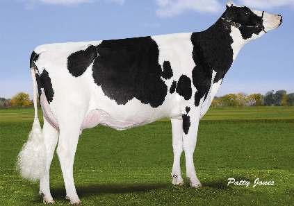 5% 665 3.3% 627 kg FLEVO GENETICS SNOWMAN GEN-I-BEQ BOLTON SECRETLY 02-01 305 11 954 4.4% 521 3.4% 400 kg Celoživotně: 24 979 4.3% 1 085 3.4% 836 kg Exteriér Stád: 46 Dcer: 58 R %: 84 0.