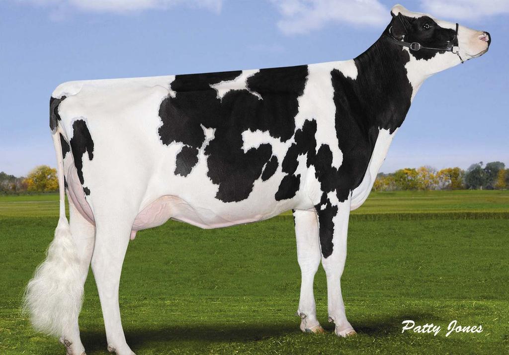 72 STANTONS ENTITLE SNOWBIZ SYMPATICO SHAE RED DYMENTHOLM S SYMPATICO GEN-I-BEQ SNOWMAN SUMMER 02-01 305 11 725 3.5% 405 3.1% 359 kg Celoživotně: 20 975 3.