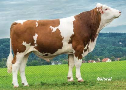 MOGUL HG-402 JHB Mogul CZ 706664053 *30. 12. 2013 ČESKÉ STRAKATÉ Waldbrand (Winnipeg Malefiz) Valfin (Natif JB Imposteur) PLEMENNÉ HODNOTY/BREEDING VALUES 8/2018 (DAC) 68 dcer/20 stád GZW (celk. sel.