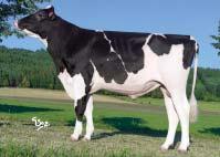 Reliability 93 % (132 dcer/25 stád) SIH celk.inde Total inde 117,6 Porody Calving na krávy/for cows Plodnost pat.