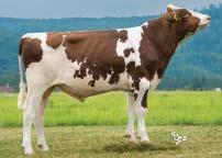% +35 kg Bílkoviny Protein +0,17 % +28 kg Opakovatelnost Reliability 72 % RZG Selection inde 135 RZM inde mléka Inde of milk 121 RZE zevnějšek celk.