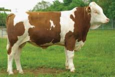 inde) GZW (total) 124 (59 %) MW (mléčný inde) MW (milk) 129 (64 %) FW (masný inde) FW (beef) 101 (57 %) FIT (inde zdraví) FIT (fitness) 103 (63 %) Mléko Milk +751 kg Fat +0,28 % +55 kg Bílkoviny