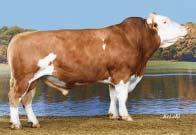 inde) GZW (total) 140 (82 %) MW (mléčný inde) MW (milk) 123 (88 %) FW (masný inde) FW (beef) 119 (97 %) FIT (inde zdraví) FIT (fitness) 120 (77 %) Mléko Milk +936 kg Fat 0,05 % +34 kg Bílkoviny