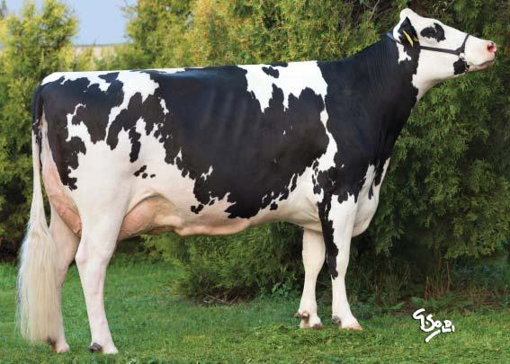 Německo (genomické plemenné hodnoty) 8/2017 GENOMICKÉ PLEMENNÉ HODNOTY NĚMECKO/ GENOMIC BREEDING VALUES GERMANY 8/2017 Mléko Milk +1709 kg Fat 0,06 % +65 kg Bílkoviny Protein +0,02 % +60 kg