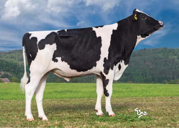 USA (genomické plemenné hodnoty) 8/2017 GENOMICKÉ PLEMENNÉ HODNOTY USA/ GENOMIC BREEDING VALUES USA 8/2017 Mléko Milk +1158 lb Fat + 0,04 % +55 lb Bílkoviny Protein +0,04 % +48 lb Opakovatelnost