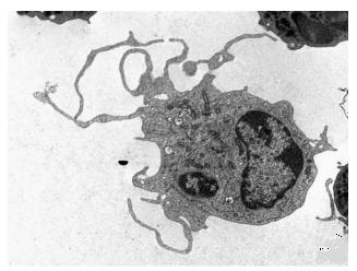 Obr. 3 Nevakuolizovaný makrofág mléčné žlázy skotu v