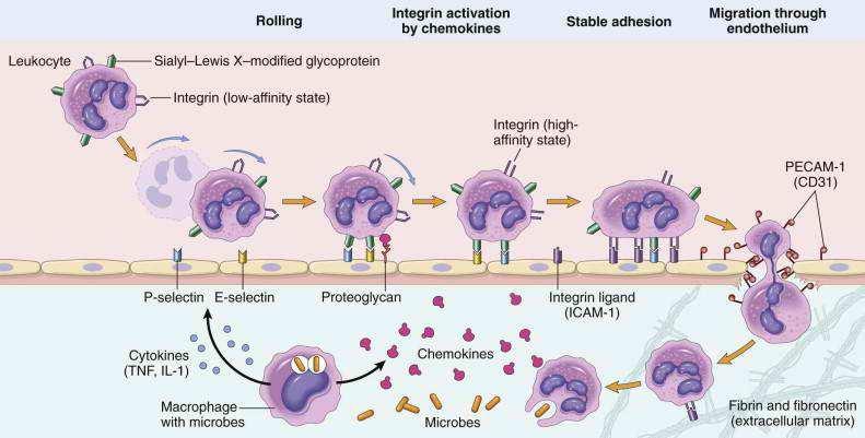 Obr. 7 Kroky extravazace zánětlivých buněk Na obrázku je znázorněno schéma toho, jak funguje biochemická stopa a cestování buněk při napadení patogeny, které podráždí již přítomné buňky.