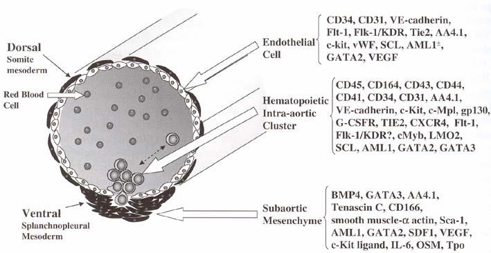 5 dpc HSC CFU-GM BFU-E CFU-E JÁTRA ~11 dpc HSC pb pt Hematopoéza v endotelu aorty (AGM), ~10.