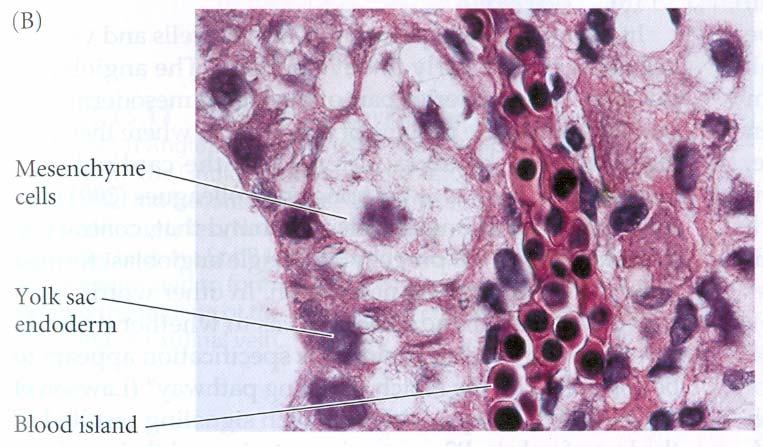 Krevní ostrůvek hemo(cyto)blast / hematogonie