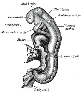 Zaměření a cíl předmětu Anatomie GIT Úvodní přednáška Doc. MUDr. Jan Šimůnek, CSc.